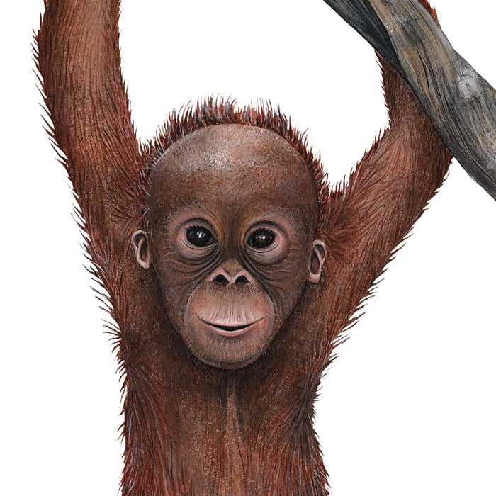 Orangutan On A Vine Wall Decal (16 in. x 59 in.)