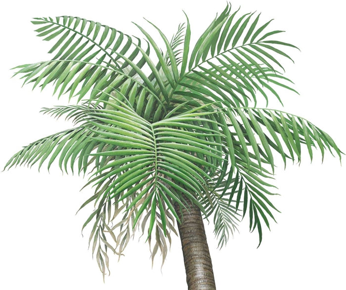 Palm Tree Wall Decal (Small - 36 in. x 72 in.)