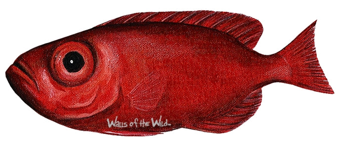 Tropical Fish Wall Decals Collection