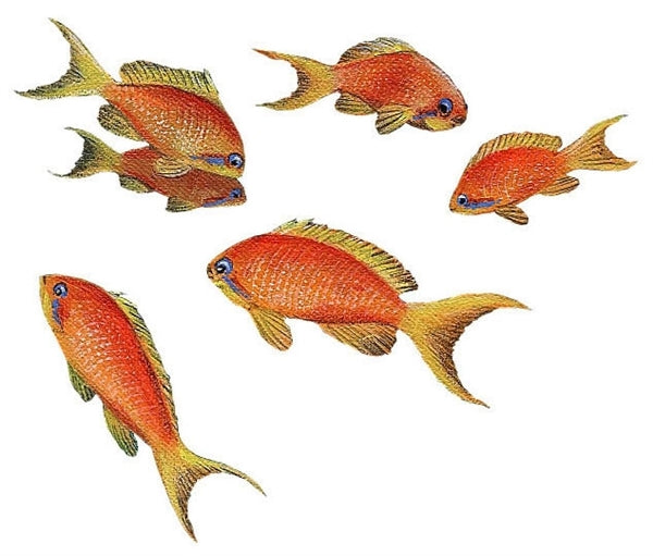 Tropical Fish Wall Decals Collection