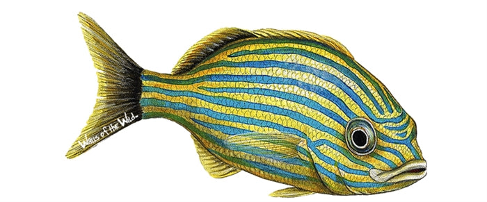 Tropical Fish Wall Decals Collection