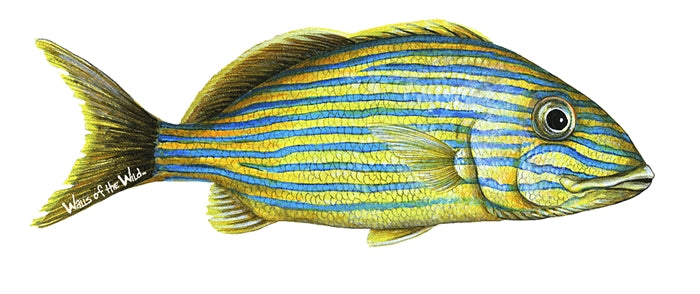 Tropical Fish Wall Decals Collection