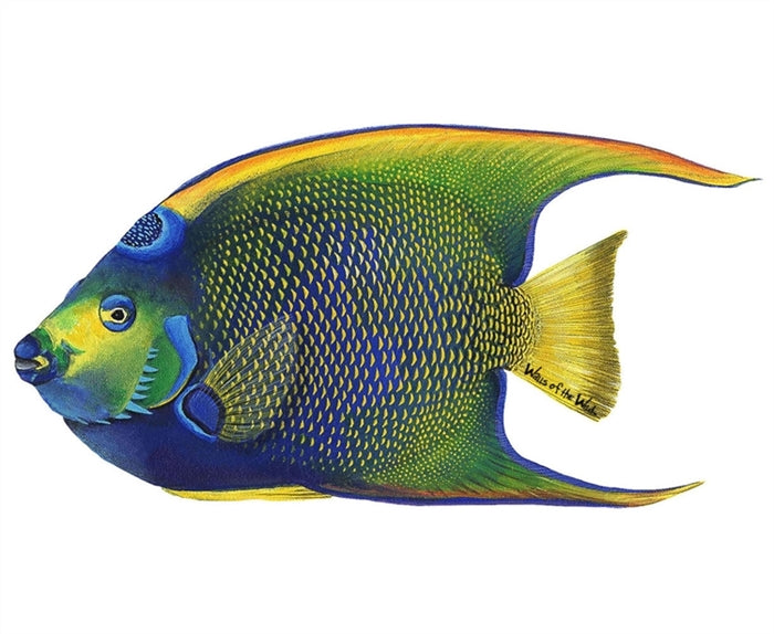 Ocean and Fish Wall Decals Collection (28 Decals)