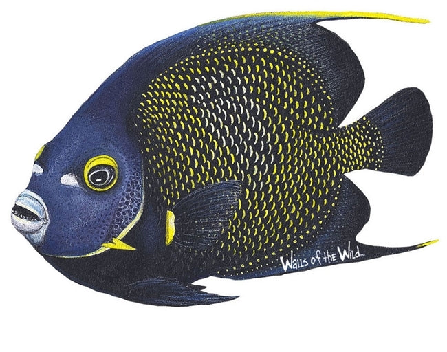 Ocean and Fish Wall Decals Collection (28 Decals)