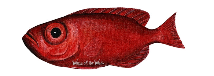 Ocean and Fish Wall Decals Collection (28 Decals)