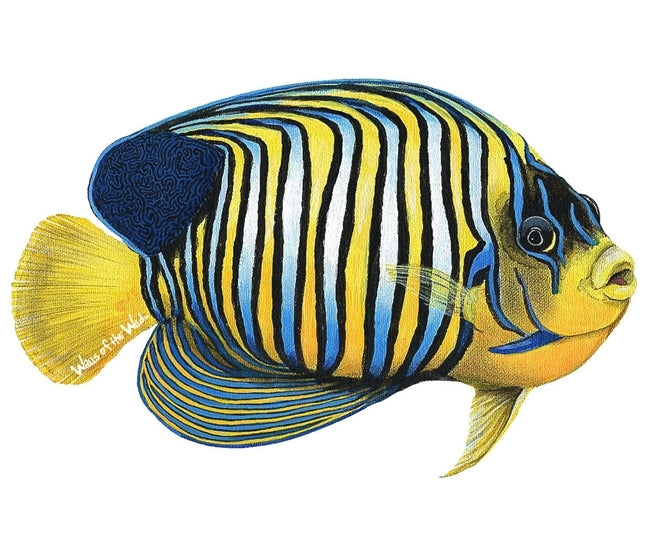 Ocean and Fish Wall Decals Collection (28 Decals)