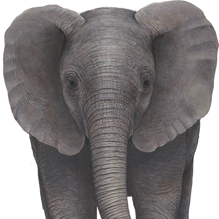 Baby Elephant Wall Decal (24 in. x 38 in.)