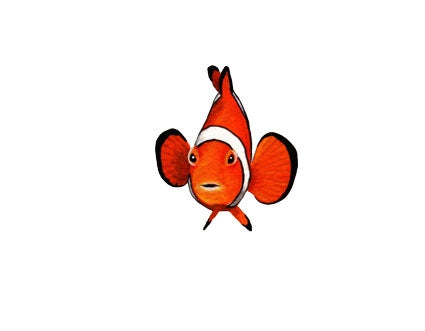 Clownfish Wall Decals (14 in. x 10 in.)