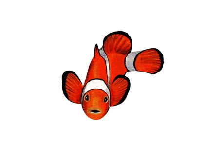 Clownfish Wall Decals (14 in. x 10 in.)