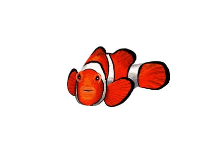 Clownfish Wall Decals (14 in. x 10 in.)