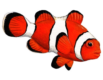 Clownfish Wall Decals (14 in. x 10 in.)