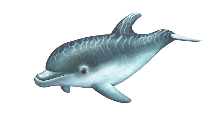 Playful Baby Dolphins Wall Decal (35 in. x 20 in.)
