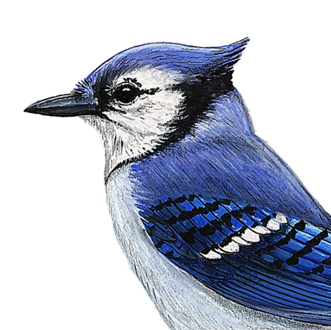 Blue Jay Wall Decal (9 in. x 7.5 in.)