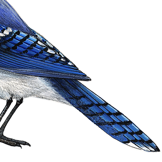 Blue Jay Wall Decal (9 in. x 7.5 in.)