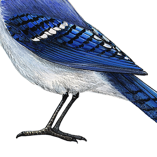 Blue Jay Wall Decal (9 in. x 7.5 in.)