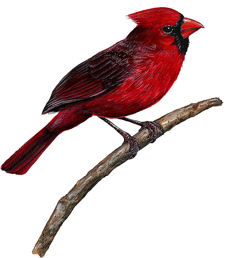 Cardinal Wall Decal