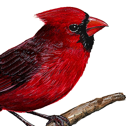 closeup of cardinal wall decal