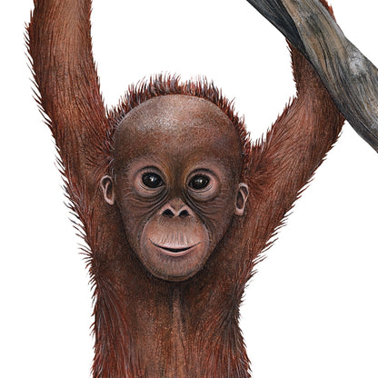 Orangutan On A Vine Wall Decal (16 in. x 59 in.)