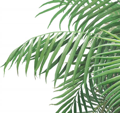 Palm Tree Wall Decal (Large 42 in. x 90 in.)
