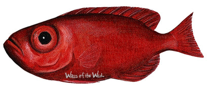 Tropical Fish Wall Decals Collection