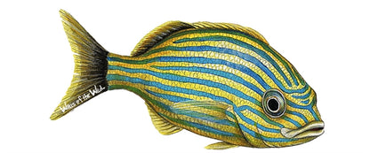 Tropical Fish Wall Decals Collection