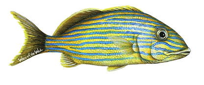 Tropical Fish Wall Decals Collection