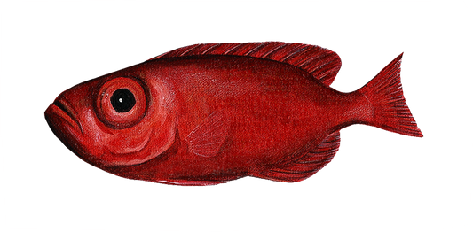 Bigeye Fish Wall decal