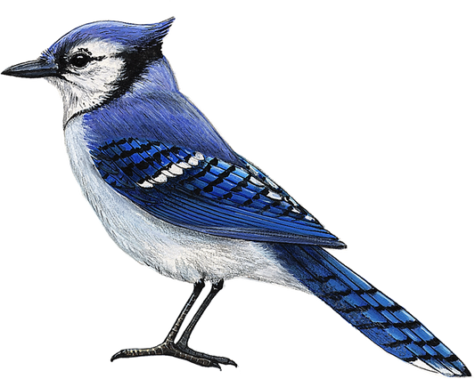 Blue Jay Wall Decal (9 in. x 7.5 in.)