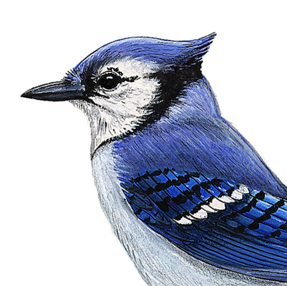 Blue Jay Wall Decal (9 in. x 7.5 in.)