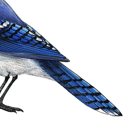 Blue Jay Wall Decal (9 in. x 7.5 in.)