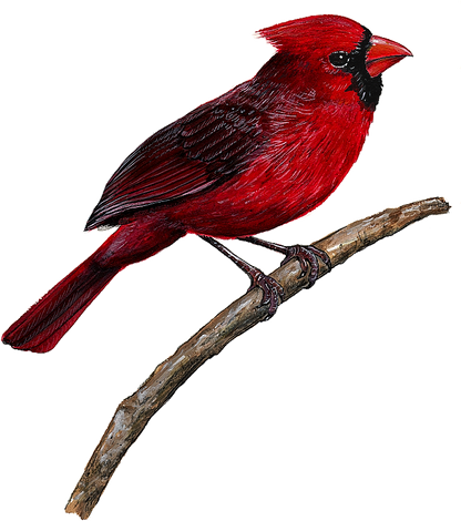 Cardinal Wall Decal