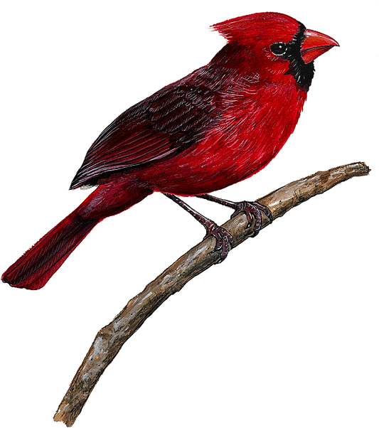 Cardinal Wall Decal