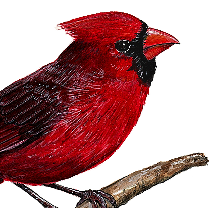 closeup of cardinal wall decal