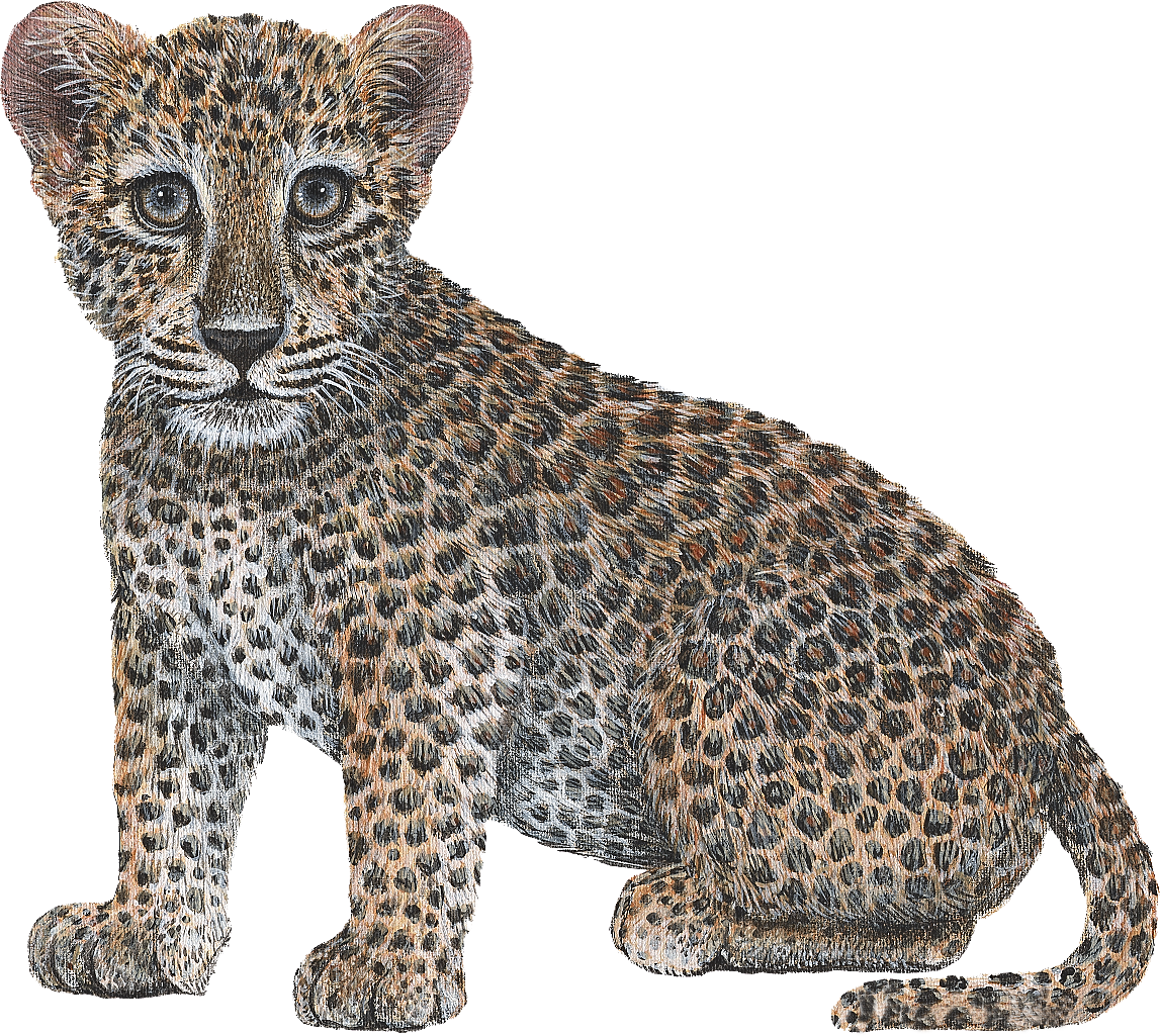 Big Cat Cubs Wall Decals Collection