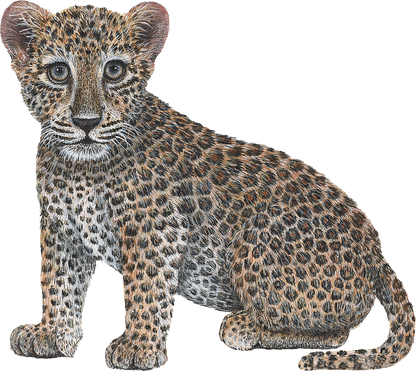 Big Cat Cubs Wall Decals Collection