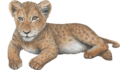 Big Cat Cubs Wall Decals Collection